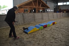 In 't Veld hondentraining
