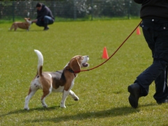 In 't Veld hondentraining