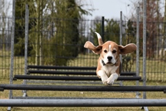 In 't Veld hondentraining