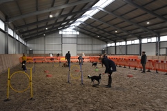In 't Veld hondentraining
