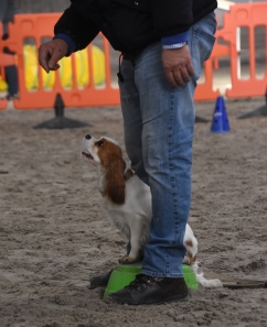 In 't Veld hondentraining